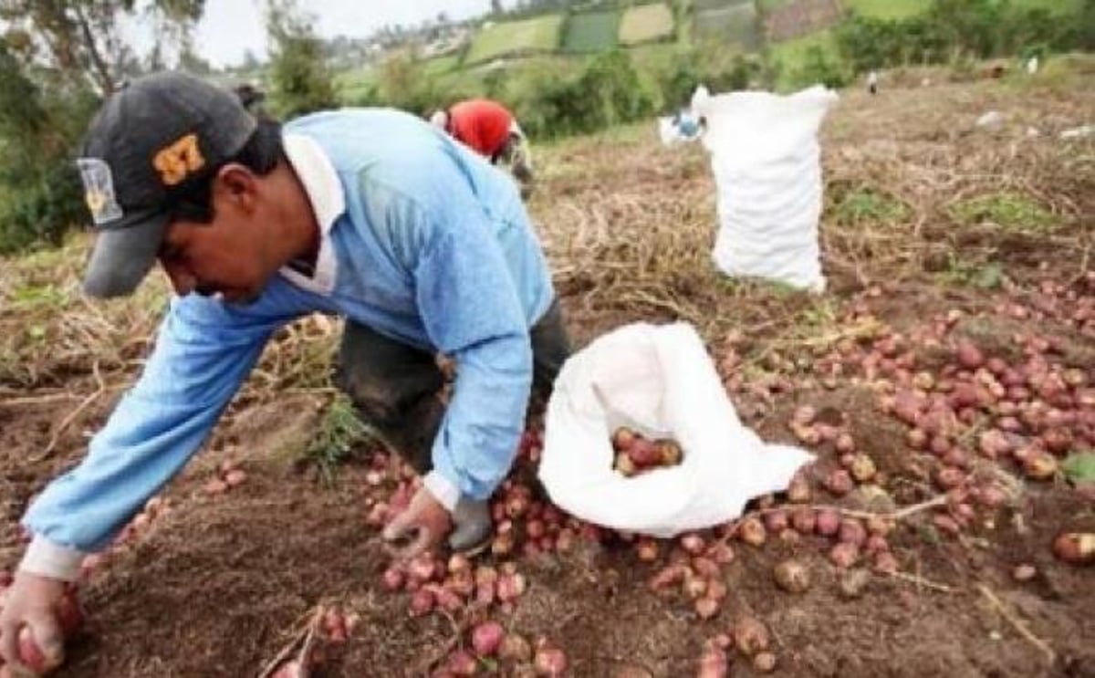 Gobierno ecuatoriano entrega 90 toneladas de semilla de papa a productores Gobierno ecuatoriano entrega 90 toneladas de semilla de papa a productores