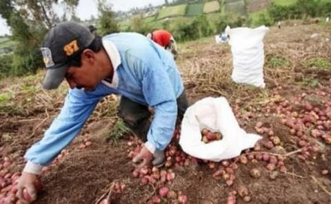 Gobierno ecuatoriano entrega 90 toneladas de semilla de papa a productores Gobierno ecuatoriano entrega 90 toneladas de semilla de papa a productores