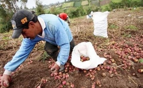 Gobierno ecuatoriano entrega 90 toneladas de semilla de papa a productores Gobierno ecuatoriano entrega 90 toneladas de semilla de papa a productores