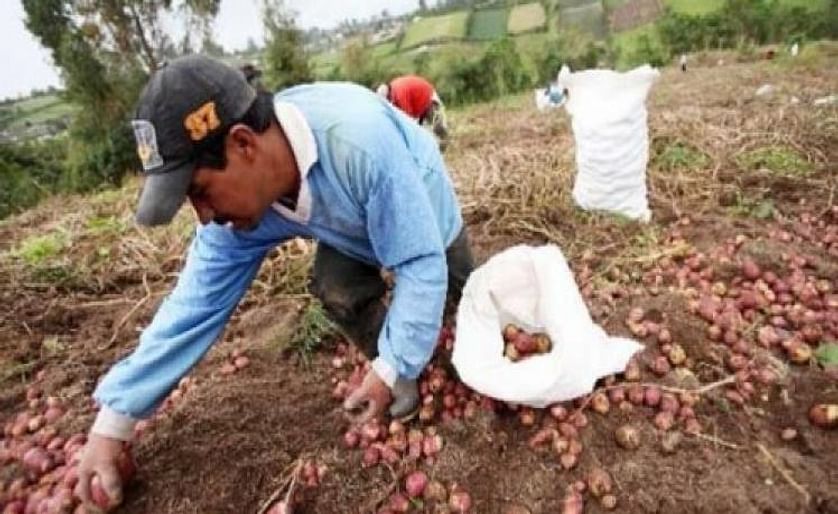 Gobierno ecuatoriano entrega 90 toneladas de semilla de papa a productores 
