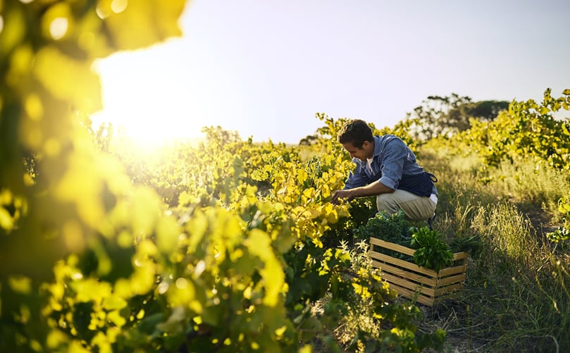 Environmental Stewardship: Regenagri certified farms reduce water use by 95,410 liters per hectare in Brazil Environmental Stewardship: Regenagri certified farms reduce water use by 95,410 liters per hectare in Brazil