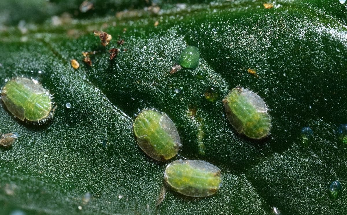 Biological control of Potato Psyllids by Parasitic Wasp approved by New Zealand Authority Biological control of Potato Psyllids by Parasitic Wasp approved by New Zealand Authority