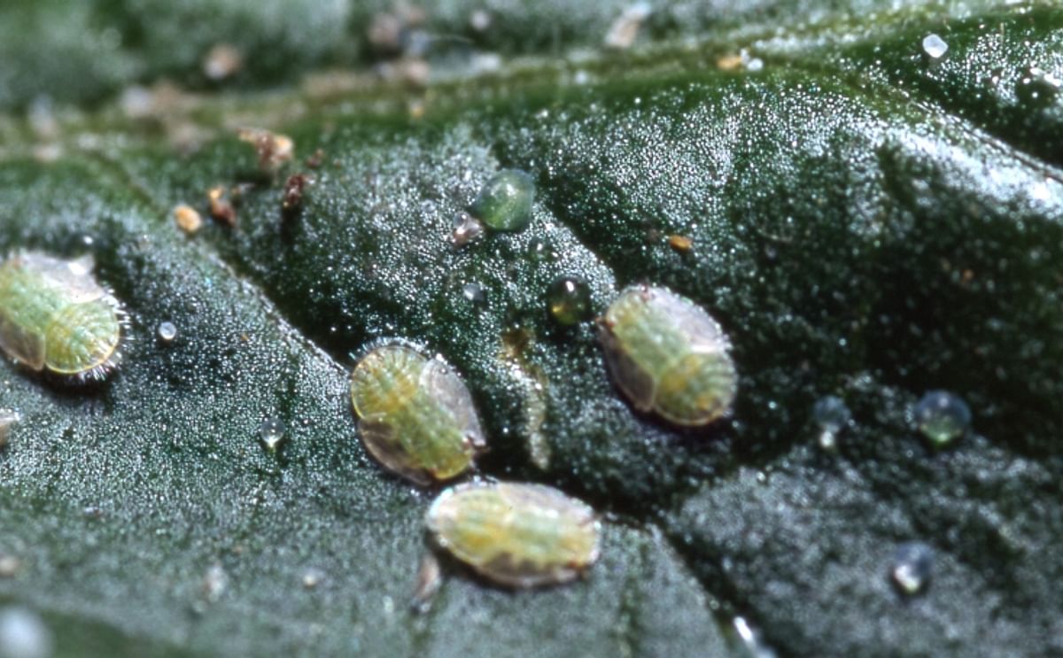 Potato Psyllid nymphs damage crops by feeding on foliage and by vectoring the bacterial pathogen Candidatus Liberibacter, resulting in the Zebra Chip disease (Courtesy : EPA)