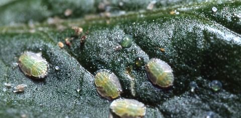 Biological control of Potato Psyllids by Parasitic Wasp approved by New Zealand Authority