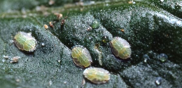 Biological control of Potato Psyllids by Parasitic Wasp approved by New Zealand Authority