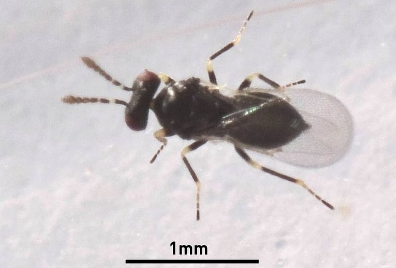 Tamarixia triozae is a small wasp that parasitises Potato Psyllid nymphs by laying an egg on the underbelly of the host. When the wasp larva emerges it feeds on the Potato Psyllid nymph, excavating the body to make room for it to pupate inside the empty shell of its host. (Courtesy: EPA)