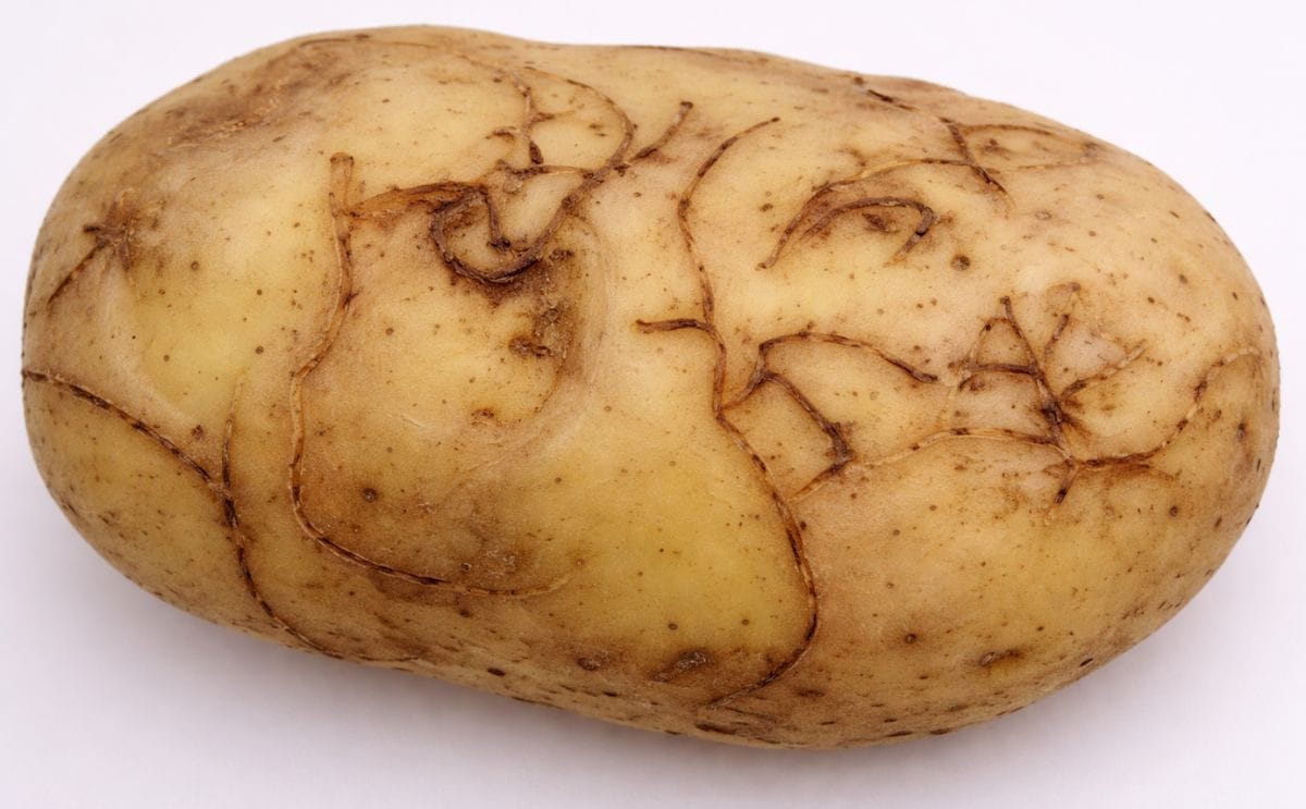 NFU calls for swift action on Epitrix Potato Flea Beetle threat