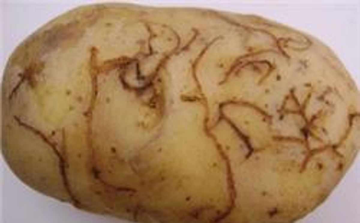 Epitrix potato flea beetle damage Epitrix potato flea beetle damage