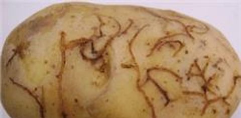  Epitrix potato flea beetle damage