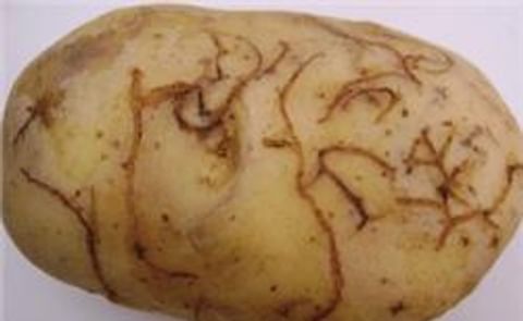 NFU calls for swift action on Epitrix Potato Flea Beetle threat NFU calls for swift action on Epitrix Potato Flea Beetle threat