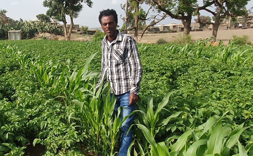 Eritrean farmer Mussie Sielu increased yields from 8 to 20 tons/ha with improved seed potatoes Eritrean farmer Mussie Sielu increased yields from 8 to 20 tons/ha with improved seed potatoes