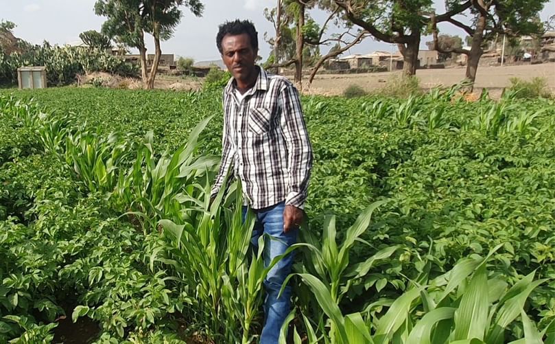 Eritrean farmer Mussie Sielu increased yields from 8 to 20 tons/ha with improved seed potatoes