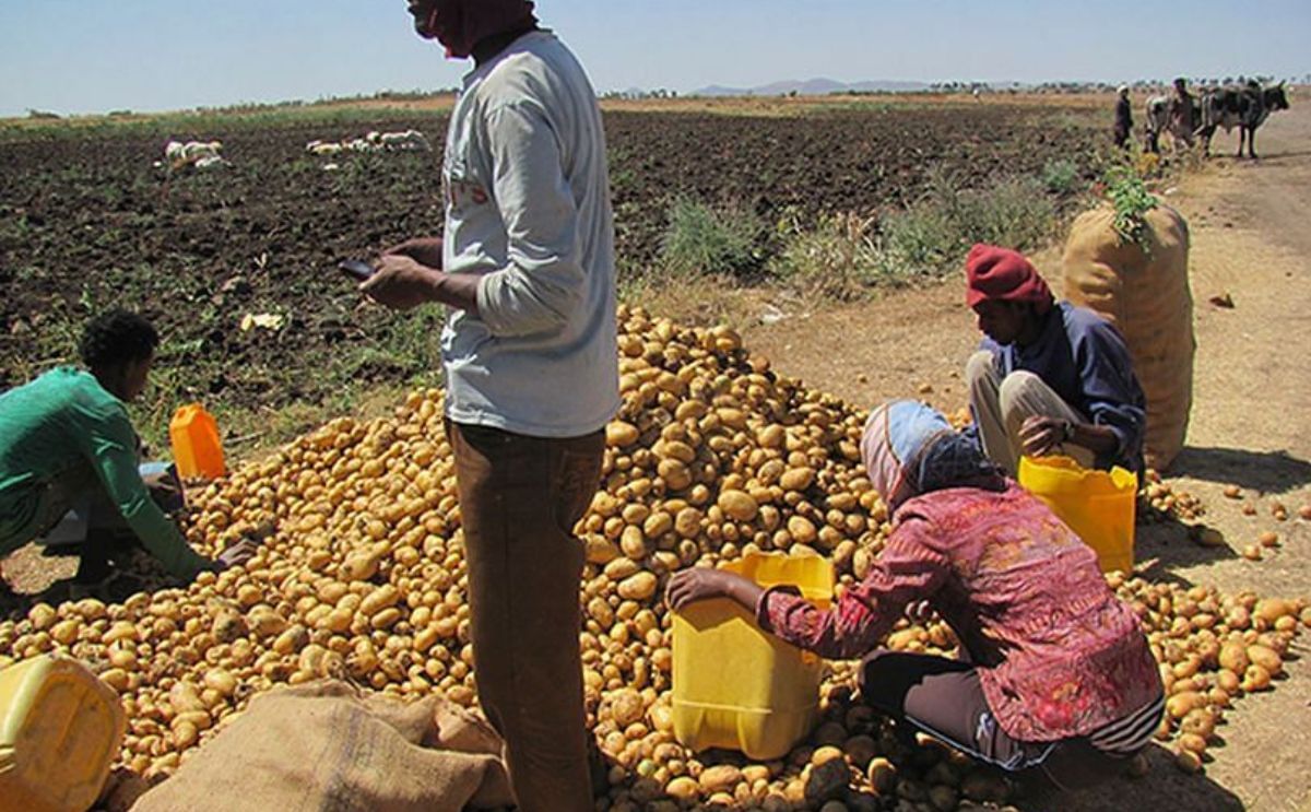 Potato research in Eritrea results in suitable disease resistant variety Potato research in Eritrea results in suitable disease resistant variety