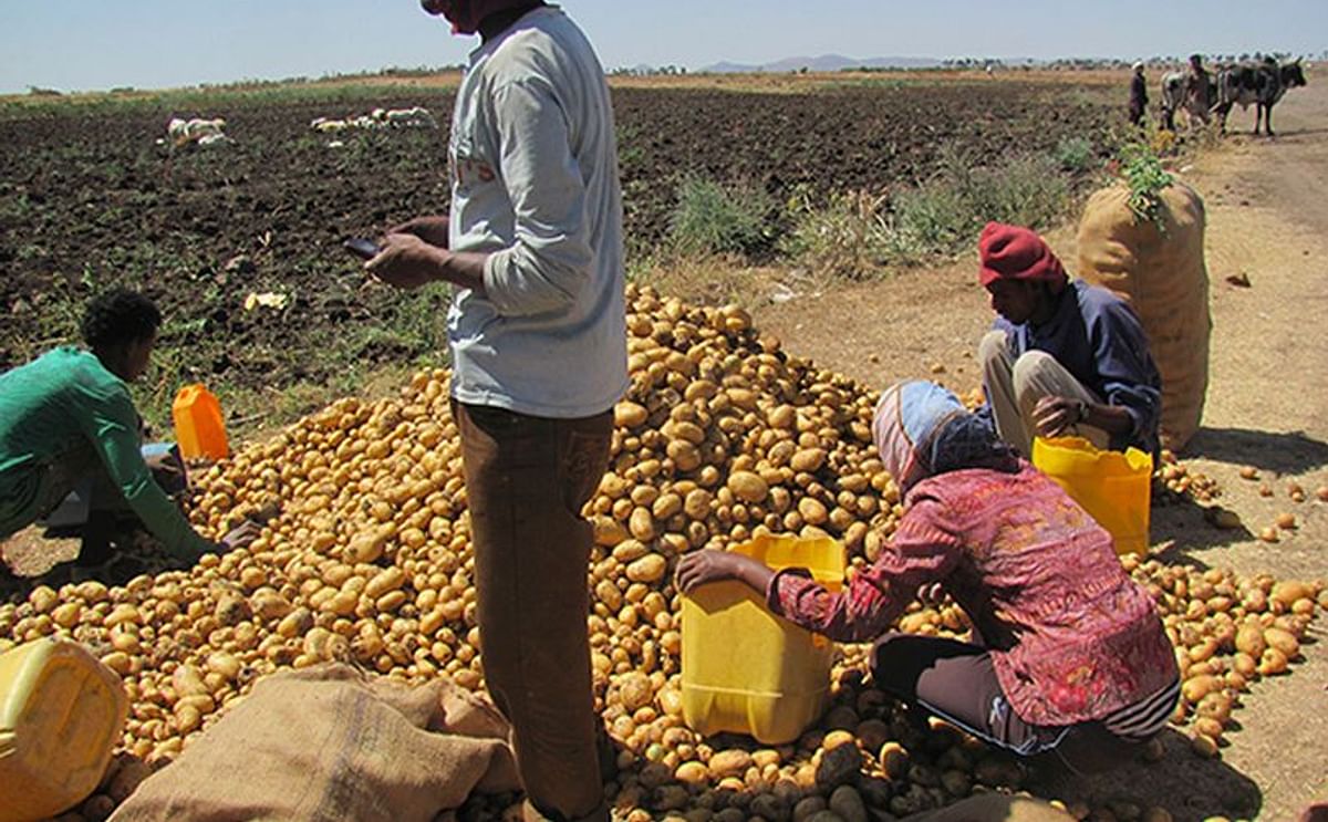 Eritrea: sorting potatoes for the market