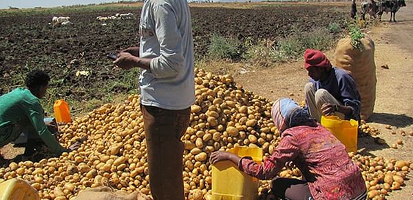 Potato research in Eritrea results in suitable disease resistant variety