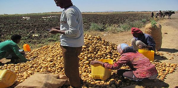 Potato research in Eritrea results in suitable disease resistant variety