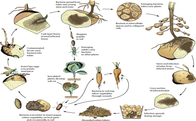 Disease cycle of bacterial soft rot of vegetables caused by soft-rotting Erwinia sp. Disease cycle of bacterial soft rot of vegetables caused by soft-rotting Erwinia sp.