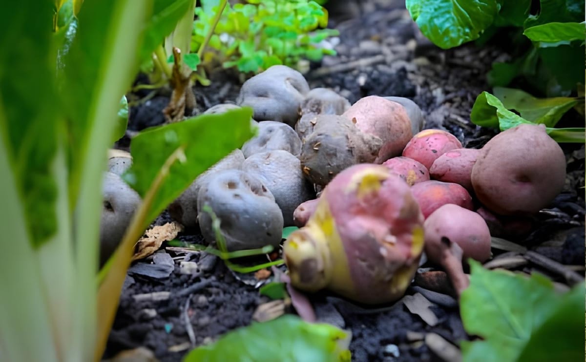 Colombia: rescatan hasta 60 variedades de papa nativa