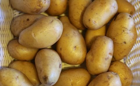 España cerrará la campaña de papa con menos producción España cerrará la campaña de papa con menos producción