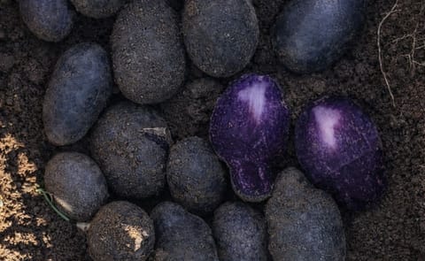 España: Con variedades de papa peruanas piensan satisfacer nuevas demandas del mercado España: Con variedades de papa peruanas piensan satisfacer nuevas demandas del mercado