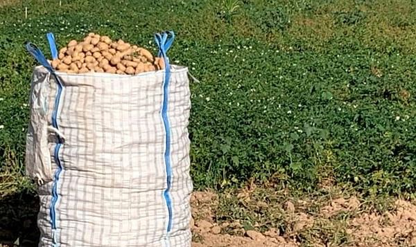 Salamanca, España: ¿Qué hacemos con las patatas?