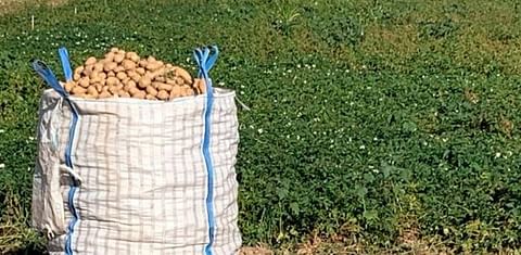 Salamanca, España: ¿Qué hacemos con las patatas?