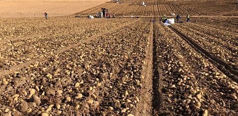 Agricultores, cooperativas, industriales y semillistas apoyan el uso de las nuevas técnicas genómicas en la patata para adaptarse al cambio climático.