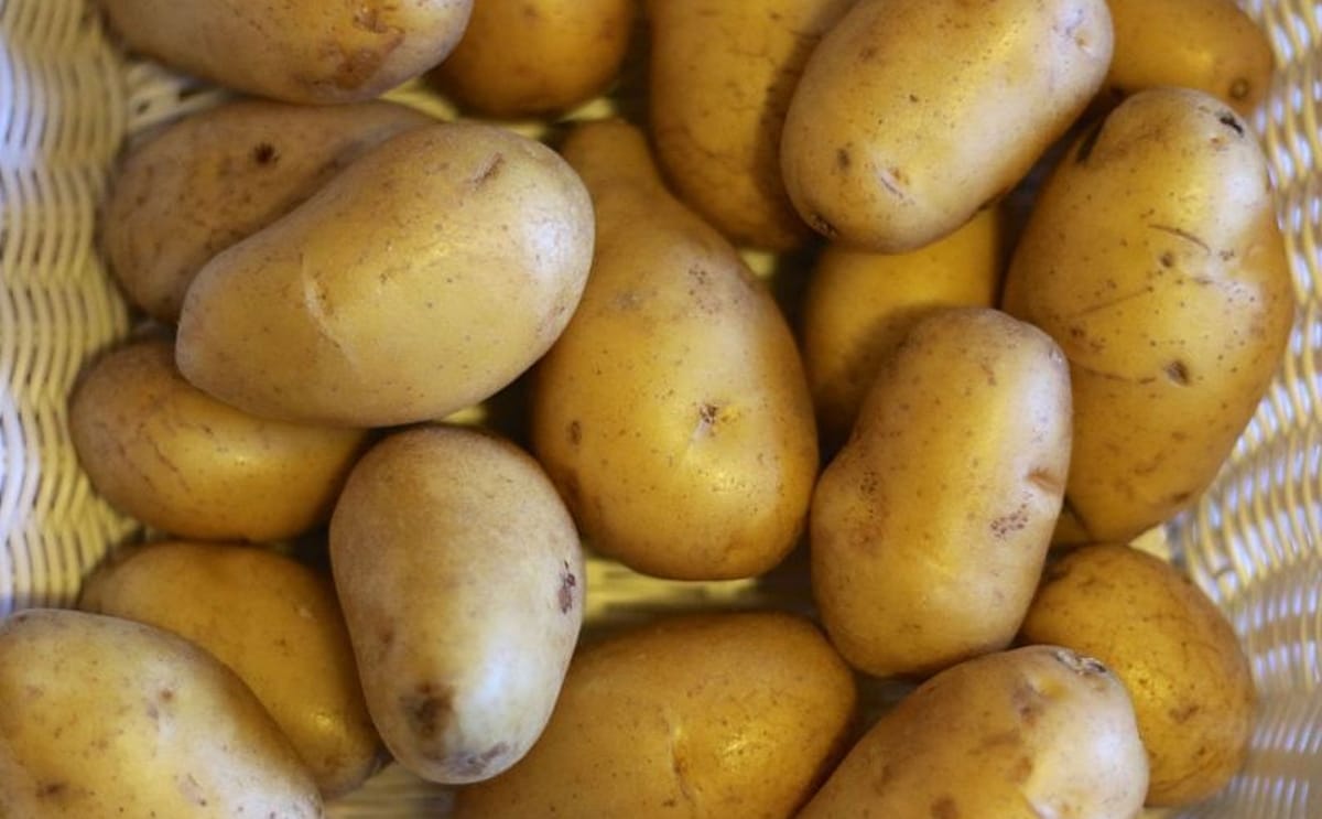 España cerrará la campaña de papa con menos producción