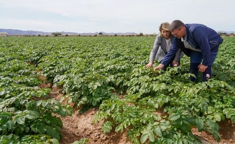 España: cosecha temprana en Cartagena España: cosecha temprana en Cartagena
