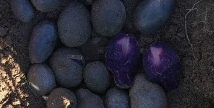 España: Con variedades de papa peruanas piensan satisfacer nuevas demandas del mercado 