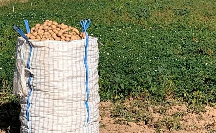 Cooperativas como Aranpino sí encuentran venta en Madrid, pero agricultores que han decidido almacenar las patatas no saben ahora qué hacer con ellas.