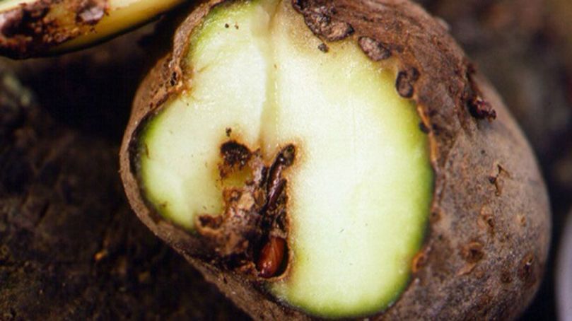 España: La polilla guatemalteca se extiende a otros municipios de Asturias