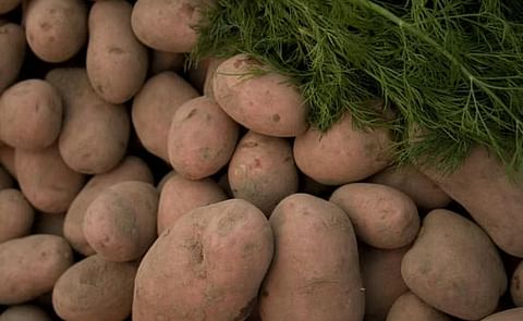 Estado actual de la producción de papa en la región andina boliviana Estado actual de la producción de papa en la región andina boliviana