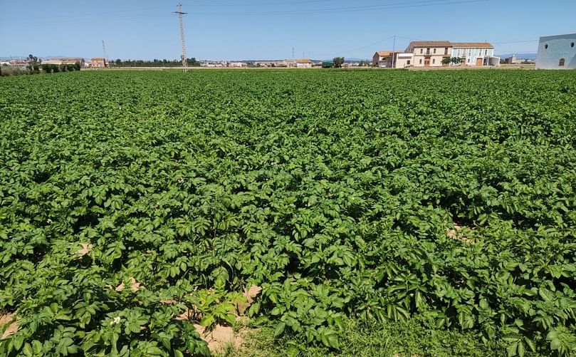 Estado de la vegetación del campo de prueba de LOTUS a los 60 días de su plantación en Valencia.