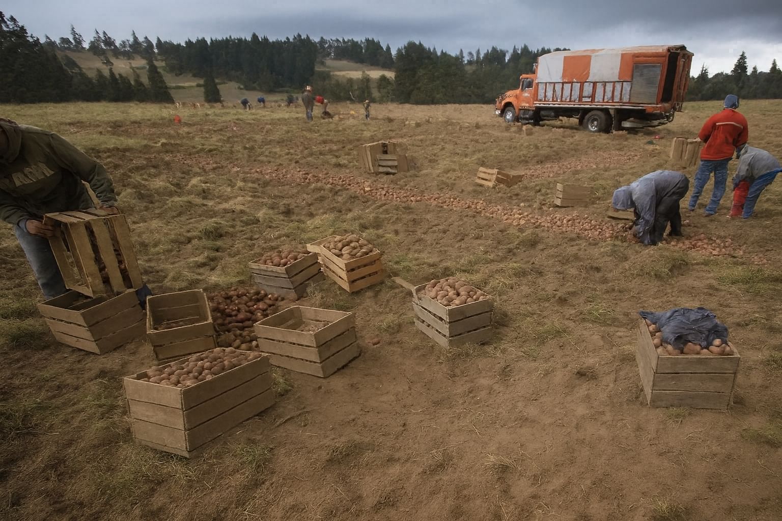 Este año el precio de la papa está muy por debajo de su rentabilidad 