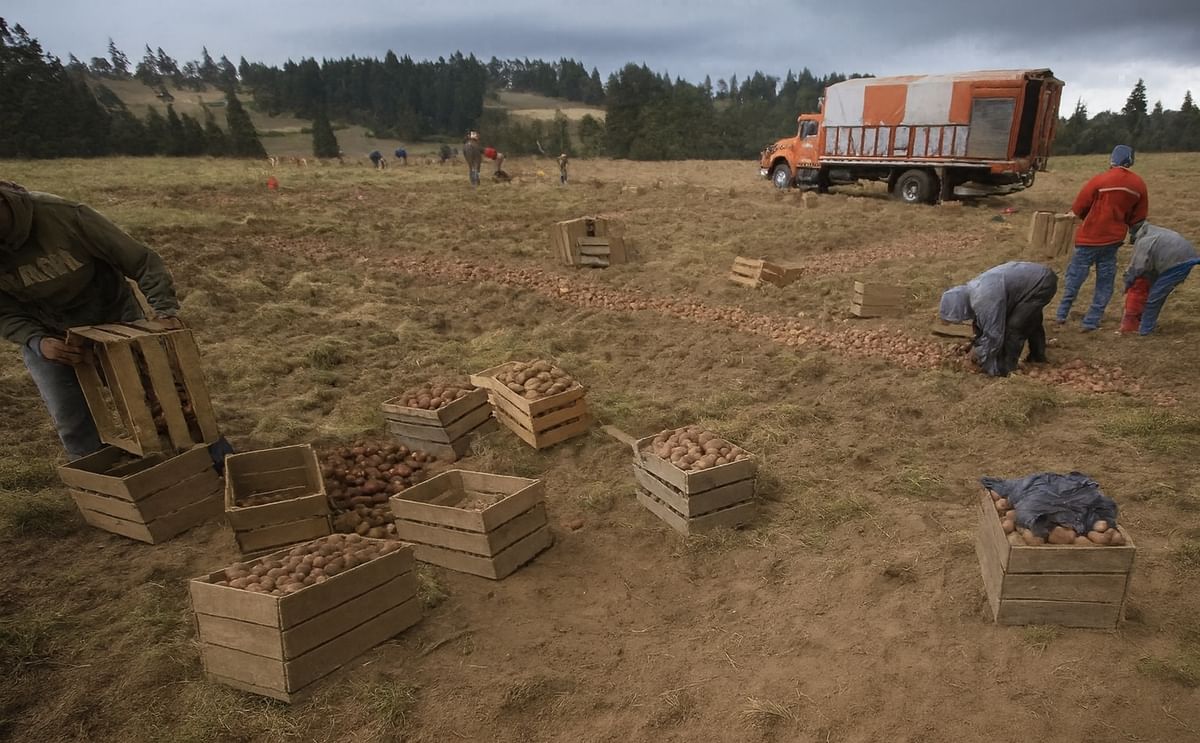 Este año el precio de la papa está muy por debajo de su rentabilidad Este año el precio de la papa está muy por debajo de su rentabilidad