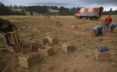 Este año el precio de la papa está muy por debajo de su rentabilidad Este año el precio de la papa está muy por debajo de su rentabilidad