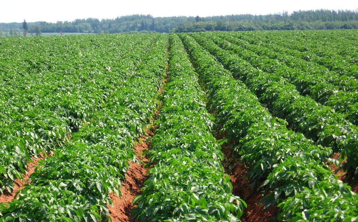 Update on the 2021 Potato Crop in Canada (per August 19) Update on the 2021 Potato Crop in Canada (per August 19)