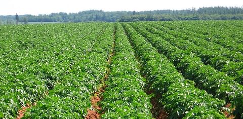 Update on the 2021 Potato Crop in Canada (per August 19)