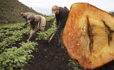 Estudiante colombiana desarrolla el primer modelo computacional del metabolismo de la papa común Estudiante colombiana desarrolla el primer modelo computacional del metabolismo de la papa común