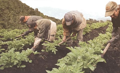 Estudiante colombiana desarrolla el primer modelo computacional del metabolismo de la papa común Estudiante colombiana desarrolla el primer modelo computacional del metabolismo de la papa común