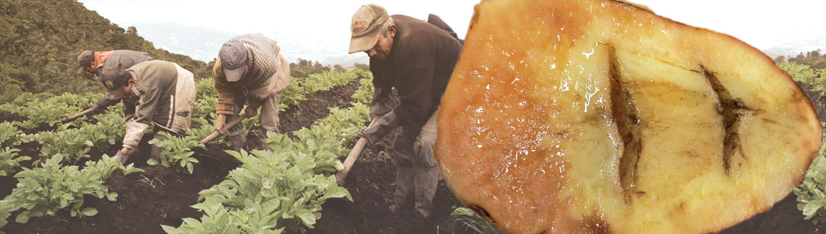 Estudiante desarrolla el primer modelo computacional del metabolismo de la papa común