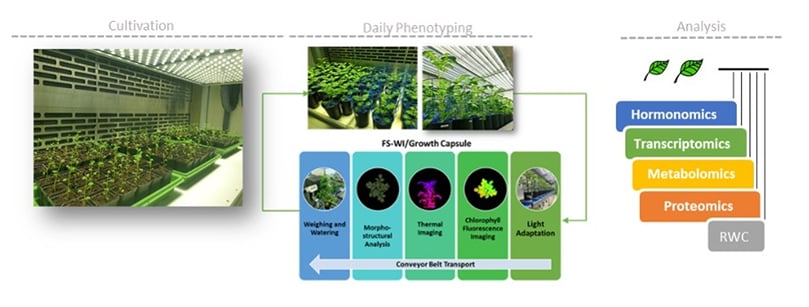 Estudio piloto para la caracterización de respuestas adaptativas a estreses únicos y combinados en Desirée, Klára Panzarová (PSI) Las plantas de Desirée cultivadas en condiciones de control estaban al inicio de la tuberización sometidas a estreses únicos (D, H, W) y combinados. La gama de rasgos morfofisiológicos se cuantificó diariamente utilizando el sistema de fenotipado PlantScreenTM seguido de muestras de tejido sucesivas para análisis 'ómicos'. Estudio piloto para la caracterización de respuestas adaptativas a estreses únicos y combinados en Desirée, Klára Panzarová (PSI) Las plantas de Desirée cultivadas en condiciones de control estaban al inicio de la tuberización sometidas a estreses únicos (D, H, W) y combinados. La gama de rasgos morfofisiológicos se cuantificó diariamente utilizando el sistema de fenotipado PlantScreenTM seguido de muestras de tejido sucesivas para análisis 'ómicos'.
