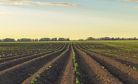 España: Autorizan el Etoprofos 10% para el gusano del alambre también en Andalucía.
España: Autorizan el Etoprofos 10% para el gusano del alambre también en Andalucía.