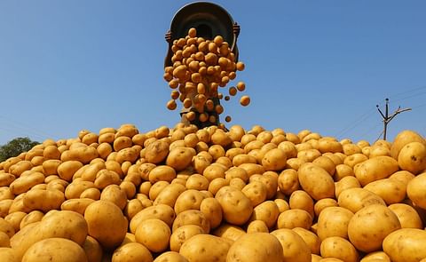 European Union Eases Import Rules for Egyptian Potatoes in Major Boost to Exports European Union Eases Import Rules for Egyptian Potatoes in Major Boost to Exports