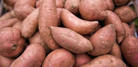 EU tariffs on US sweet potatoes increase 25%