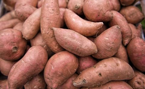 EU tariffs on US sweet potatoes increase 25% EU tariffs on US sweet potatoes increase 25%