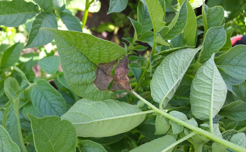 Example of a late blight case included in the Euroblight database