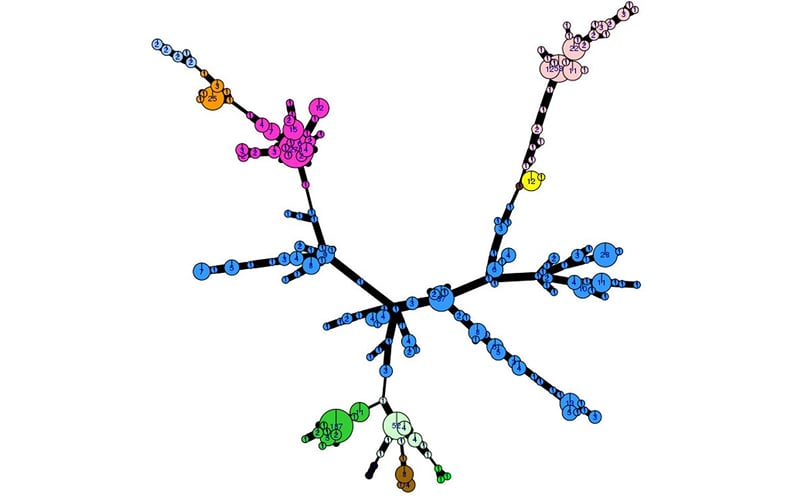 The genetic diversity of the 2017 Phytophthora infestans population visualised with poppr 2.0 (minimum spanning network)