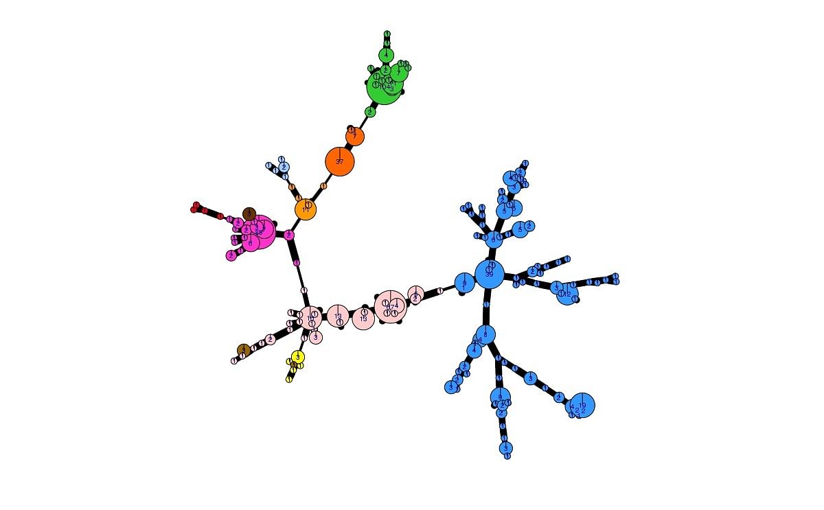 The genetic diversity of the 2018 Phytophthora infestans population visualised with poppr 2.0 (minimum spanning network) (Courtesy: Jens Gronbech Hasen / EuroBlight)